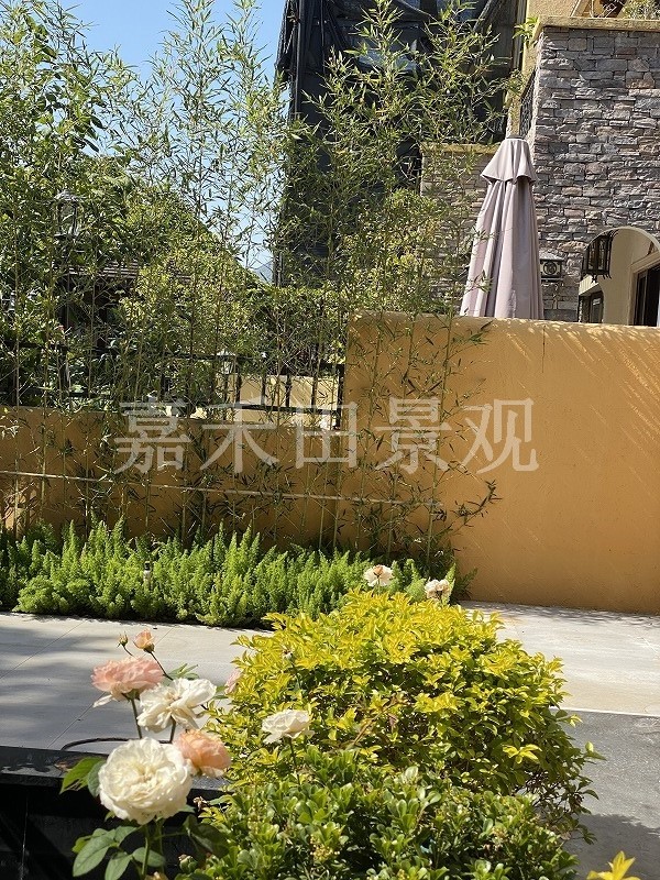 在設(shè)計(jì)別墅花園時(shí)如何養(yǎng)好菊花？